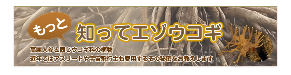 もっと知ってエゾウコギ 高麗人参と同じウコギ科の植物 近年ではアスリートや宇宙飛行士も愛用するその秘密を教えます