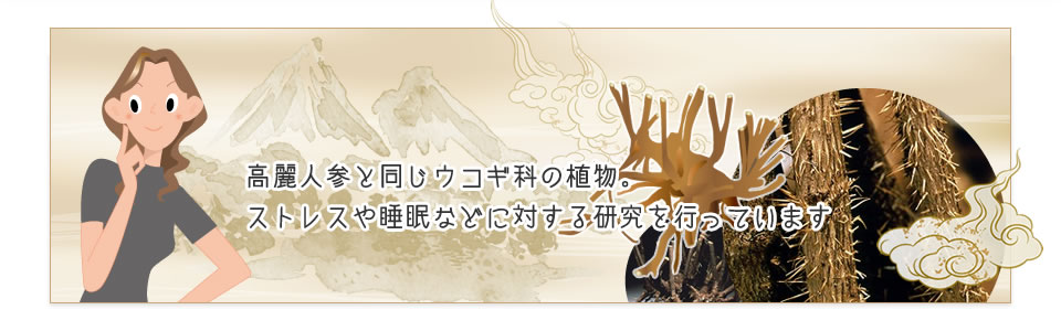 高麗人参と同じウコギ科の植物。ストレスや睡眠などに対する研究を行っています。