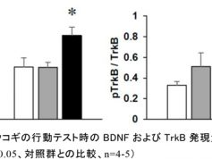 「エゾウコギは自律神経調節および海馬ＢＤＮＦシグナル伝達系の活性化を介して抗不安作用を発揮する」が学術誌「 Molecules」（2017インパクトファクター：3.098）に掲載